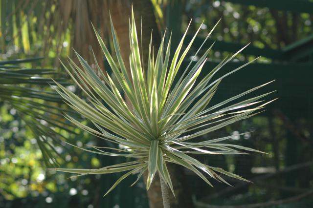 20051126-4941 Spikey Plant